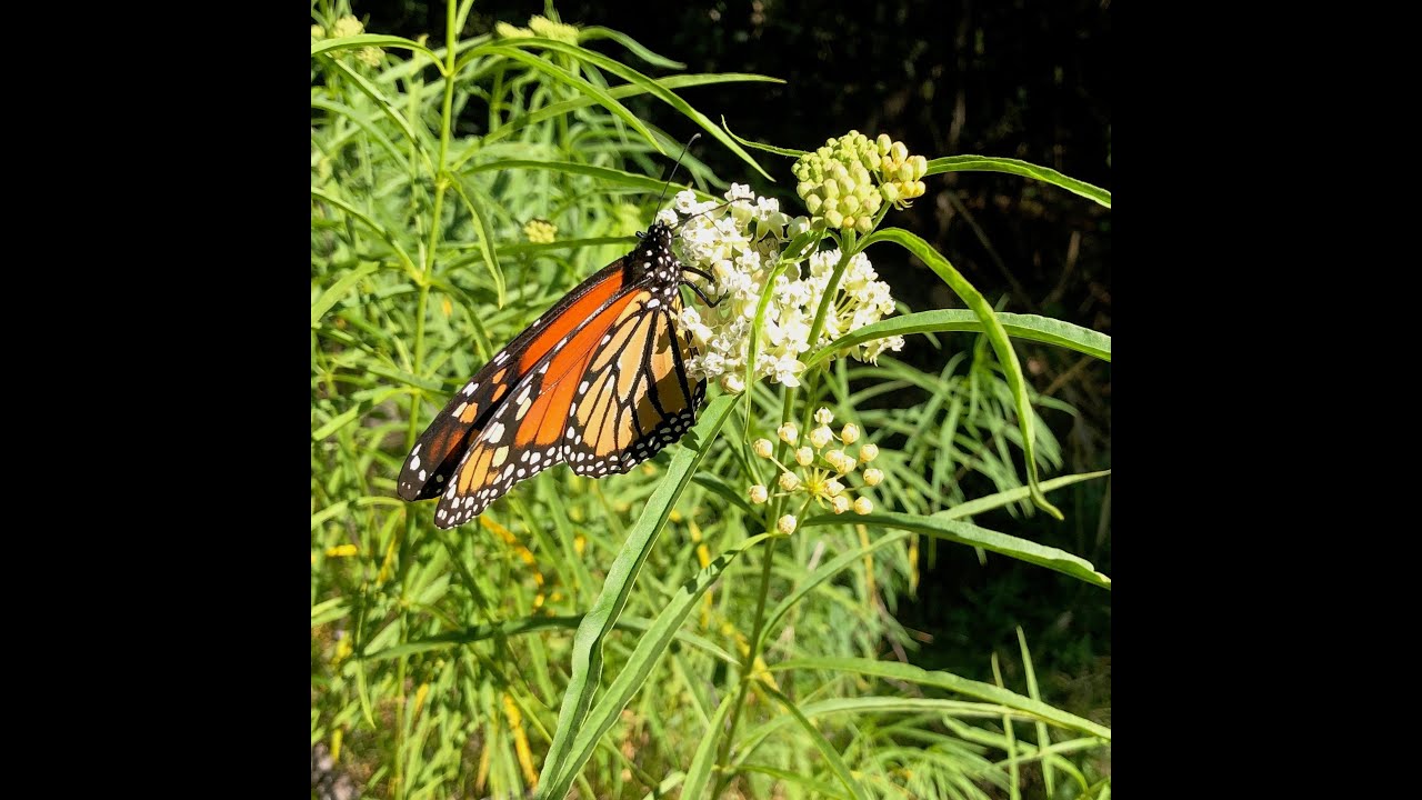 Native Milkweed & Monarch Conservation: Developing a San Diego Milkweed Source for the Public Market