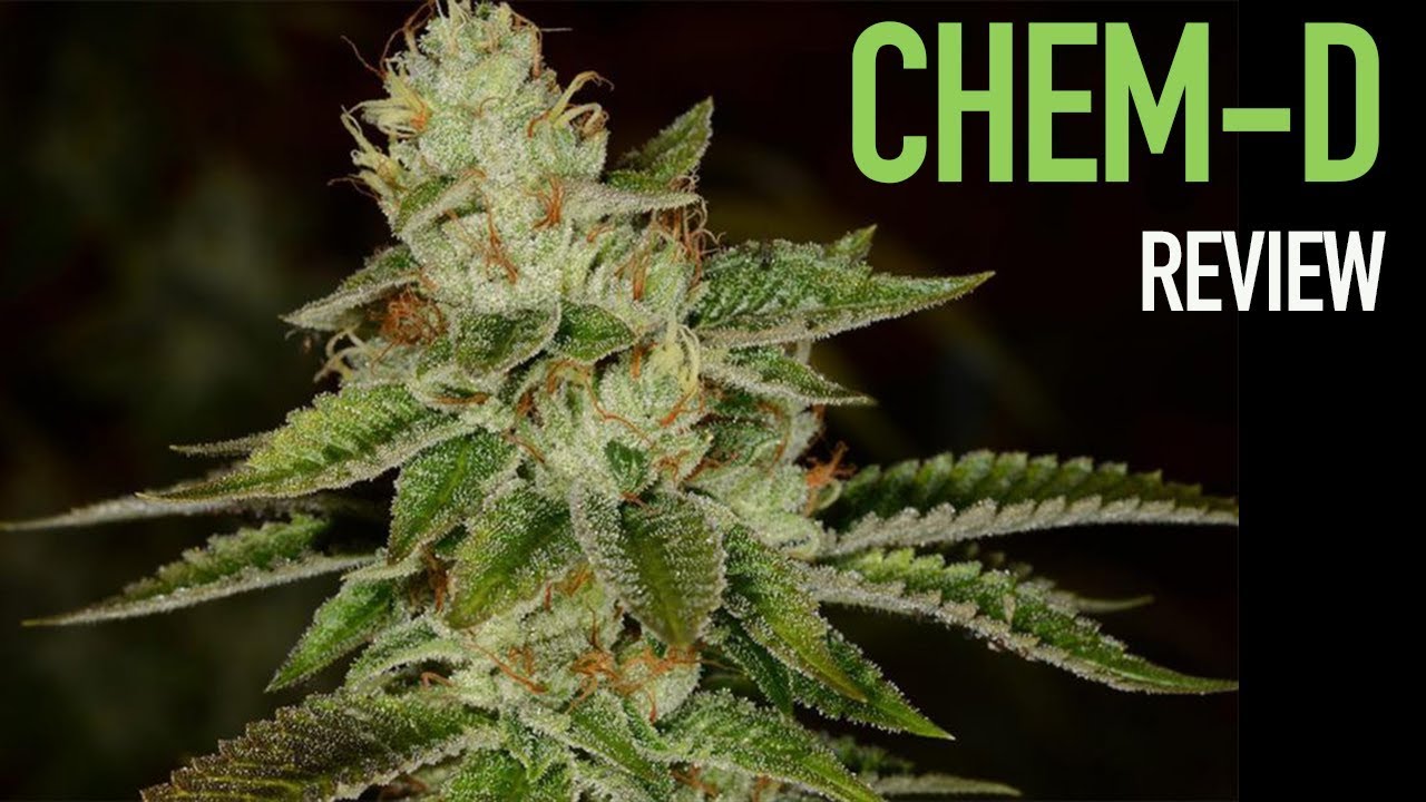 ОБЗОР ШТАММА CHEM-D