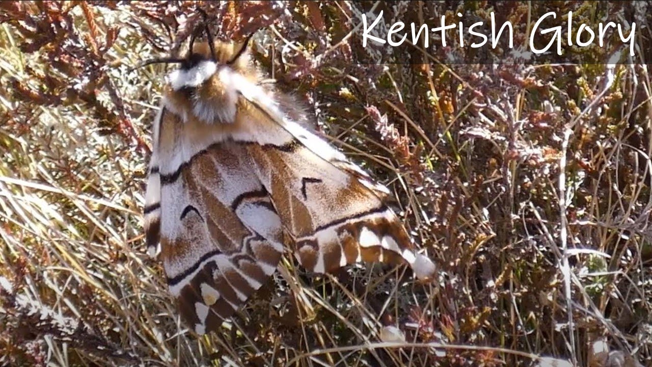 Kentish Glory Moths