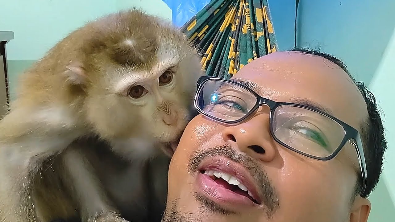 Lyly Quick Face Massage Sweat Cheeks, Smart Monkey Grooming Nose, Head