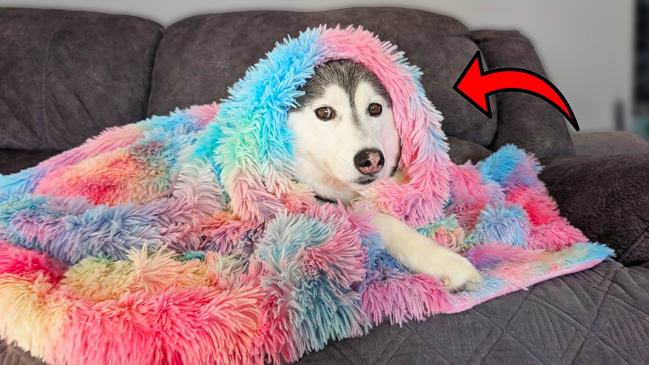 Это самое красивое и мягкое одеяло на свете?