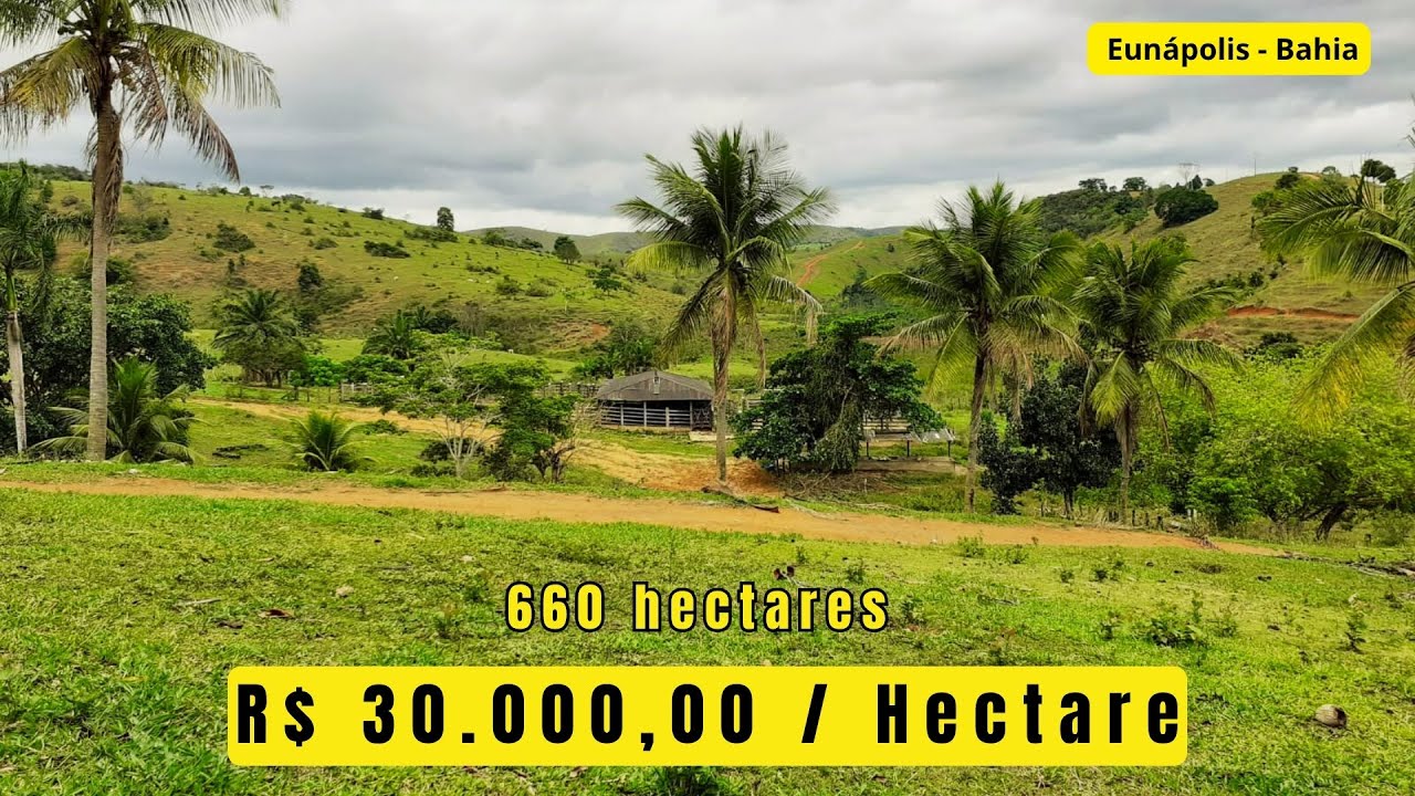 660 HECTARES para PECU&Aacute;RIA na Bahia, com 2 RIOS e PASTO PRONTO! Assista at&eacute; o final, OPORTUNIDADE!!!
