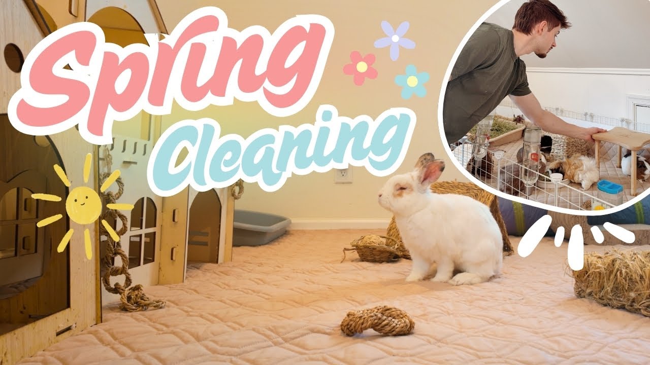 Spring Cleaning! 🌷🐰🧼 Cage Cleaning, New Toys, & Updates!