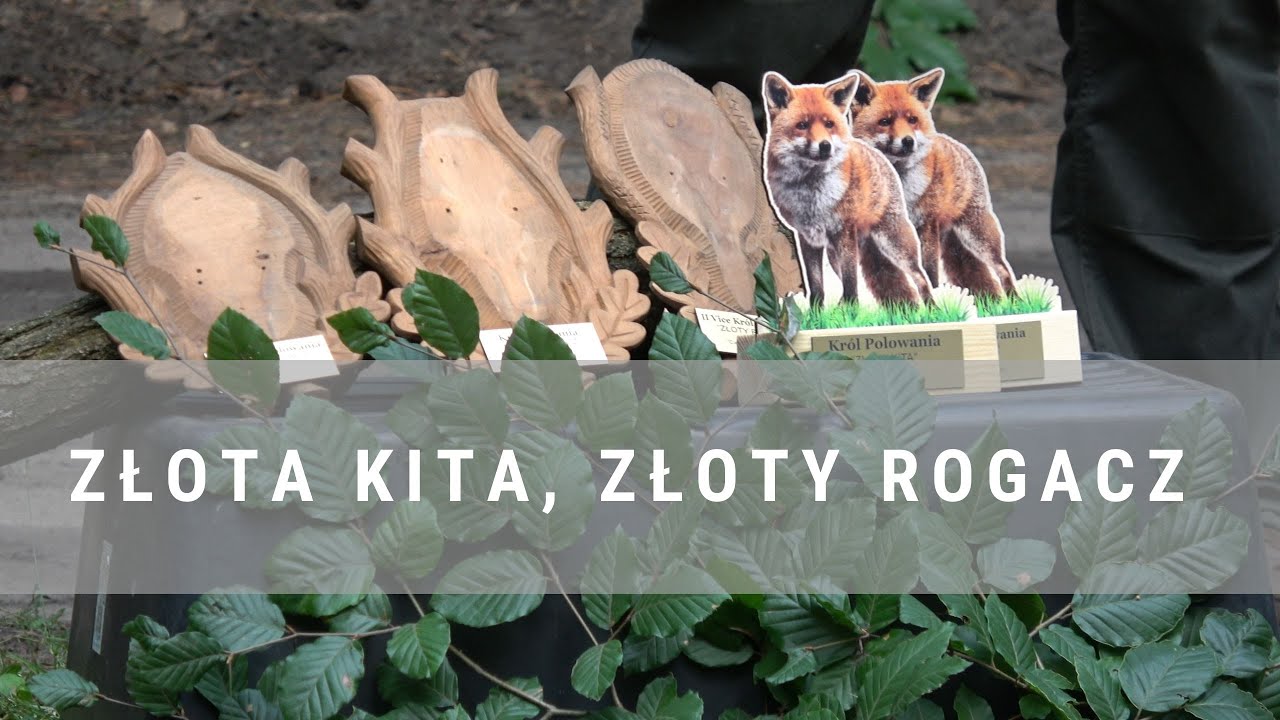 DIANA BYC 19/2025 Złota Kita, Złoty Rogacz
