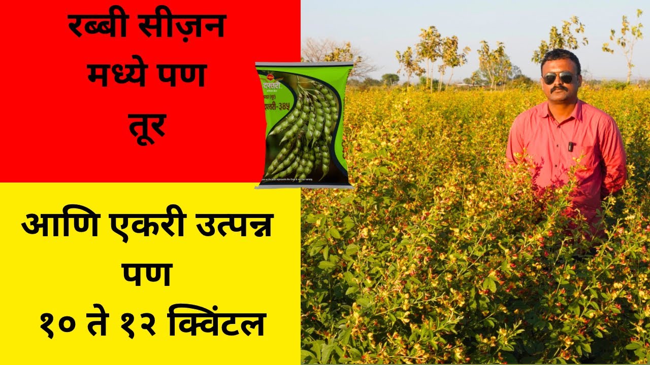 रब्बी season मद्धे तूर लागवड करून उत्पन्न कसे घ्यायचे बघा #maharashtra #agriculture #farming