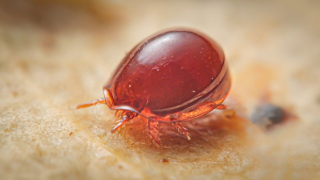 ヘルメットみたいなイトダニの一種