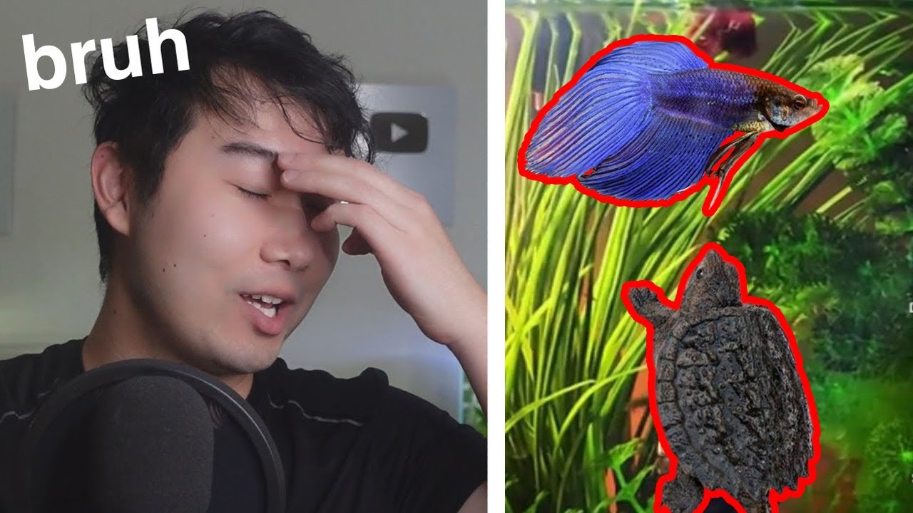 Snapping Turtle with Betta Fish... WCGW? | Fish Tank Review 196