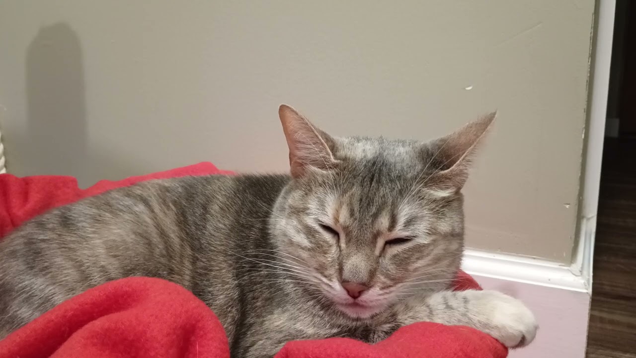 Cat sleeping