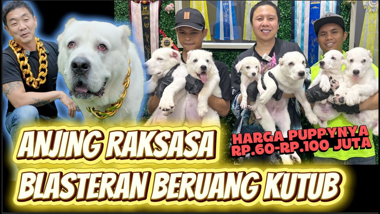 Anjing Raksasa Blasteran Beruang Kutub - Harga Puppy Rp.60 - Rp.100 Juta - Alabai