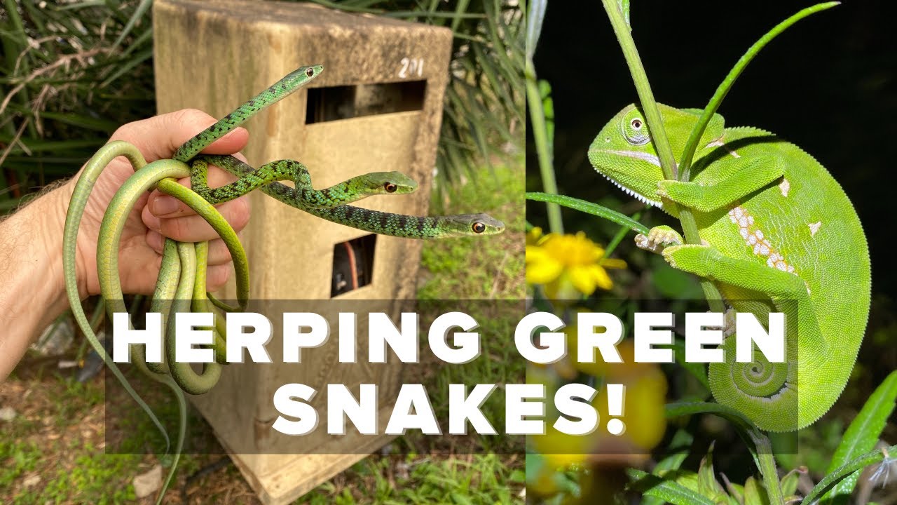 HERPING GREEN SNAKES, CHAMELEONS AND FROGS IN SOUTH AFRICA!