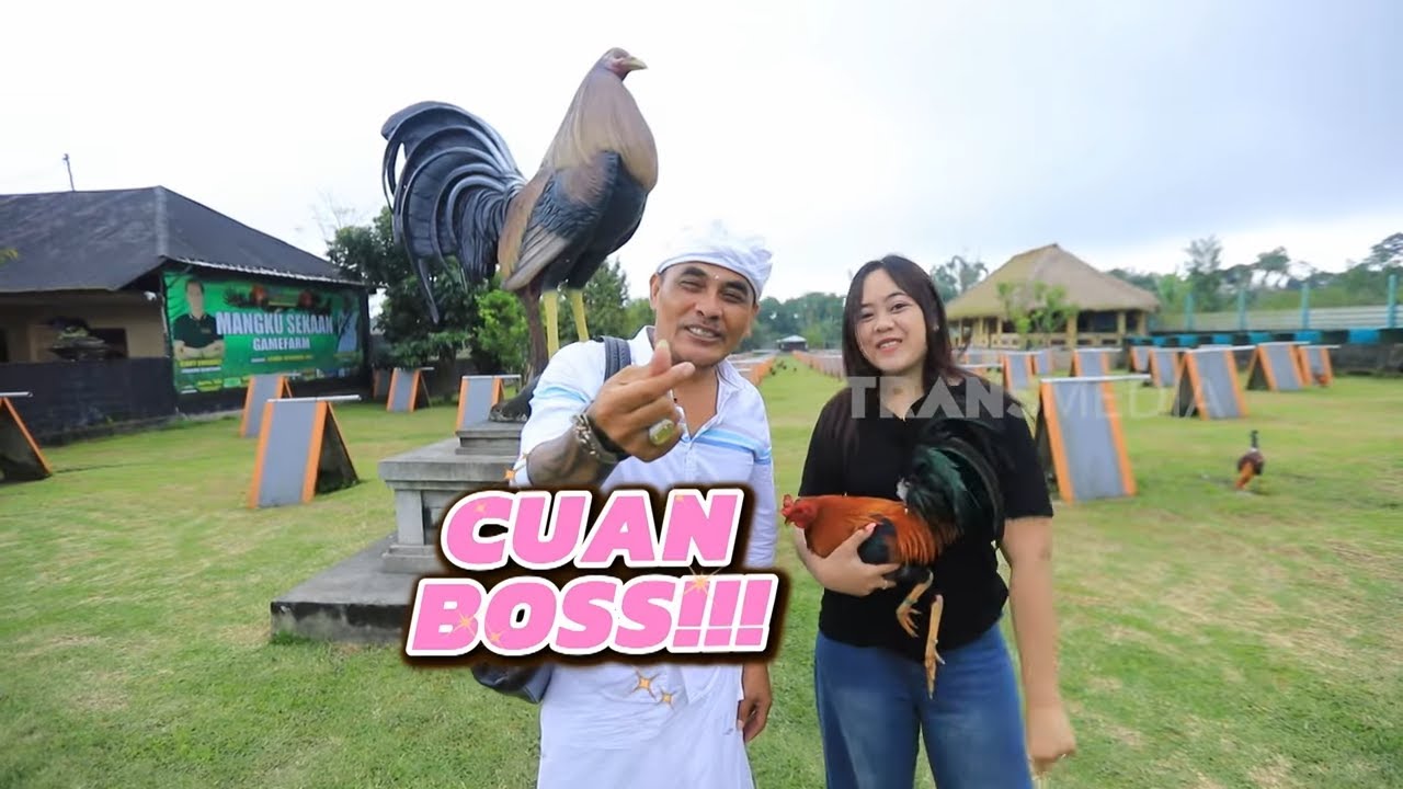 Cuan Datang Rutin Dari Kokok Ayam Philipin | CUAN BOSS (20/07/25)