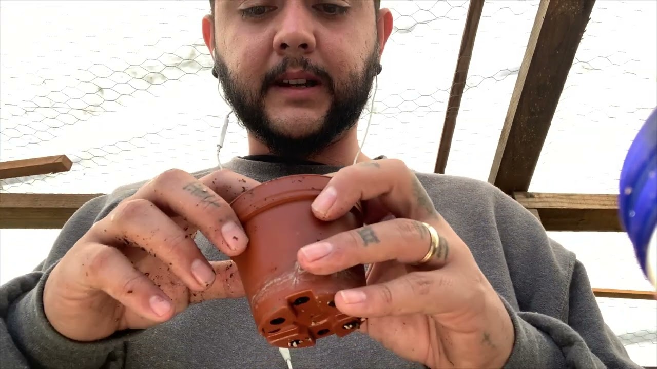 Como reproducir cephalotus/PLANTAS CARNÍVORAS