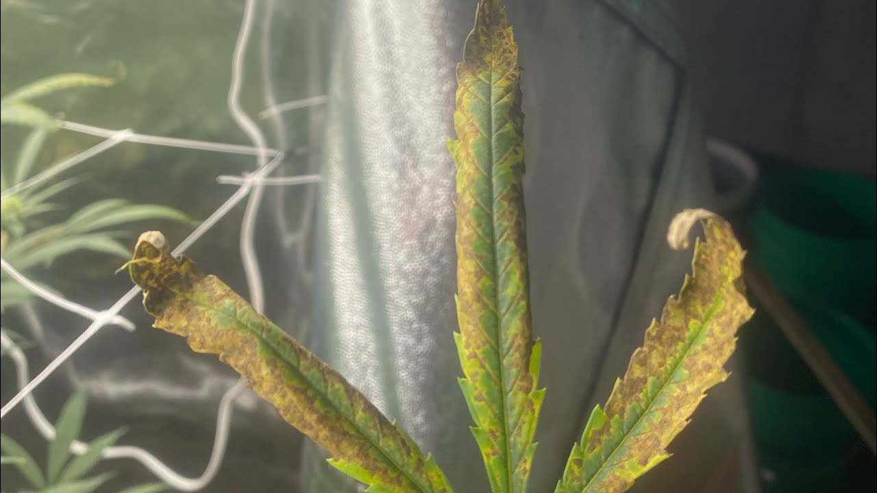 Phosphorus & Potassium Deficiency in your plants and how to treat it.