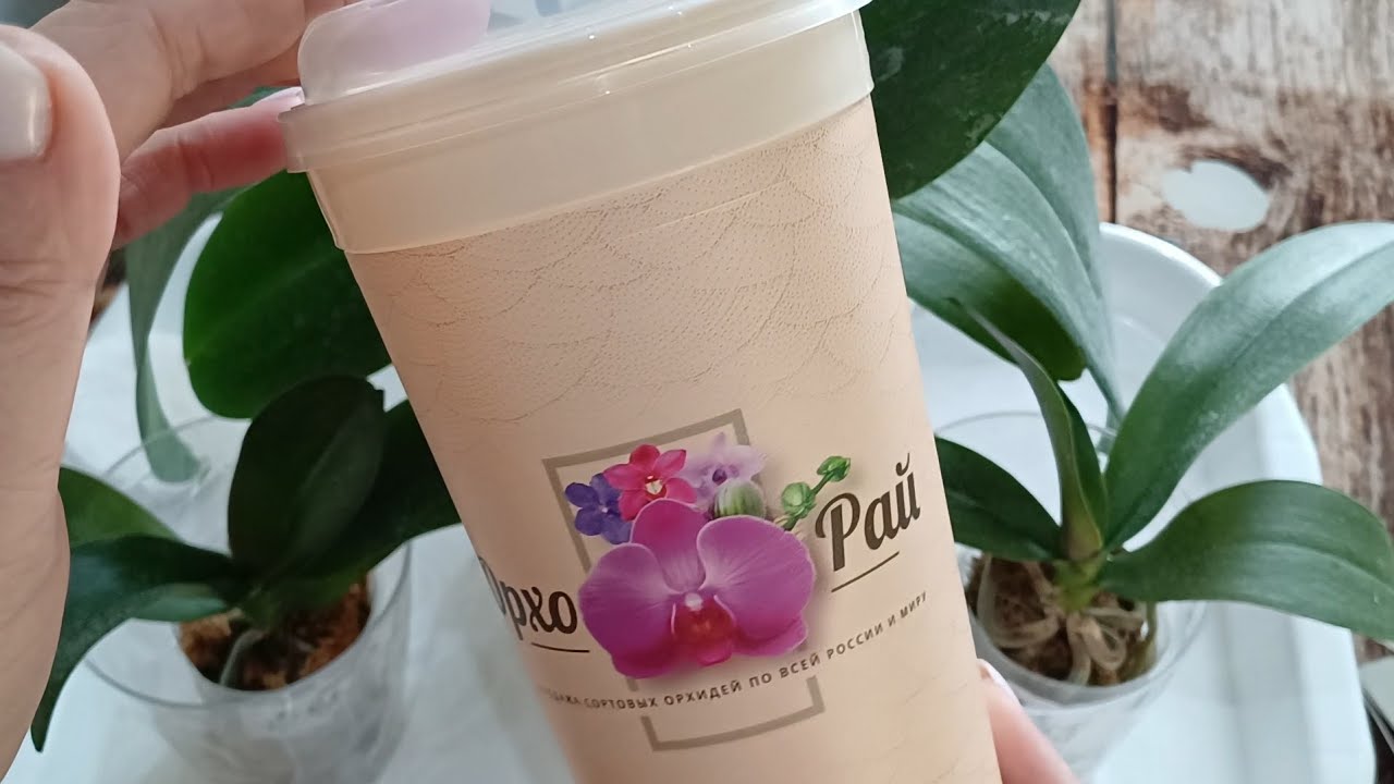  16.03.26г Первые ласточки , замечательные подросточки #орхидеи  🤗🏵️🌺🏵️