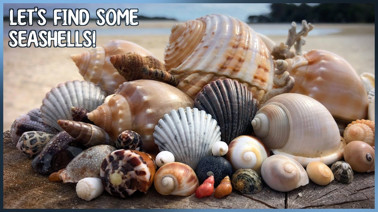 Tun, Triton, Bonnets, Cones, Moon Snails | Finding Seashells at Low Tide
