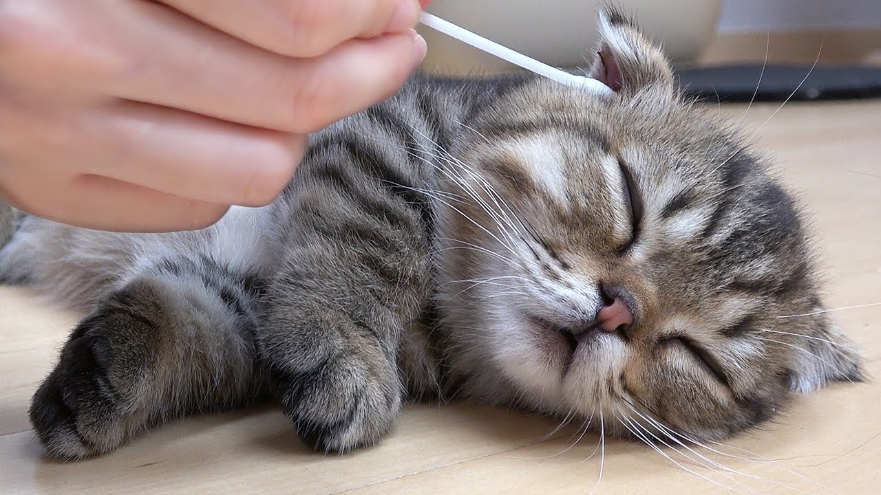 왕건이 파내는 고양이 귀 청소방