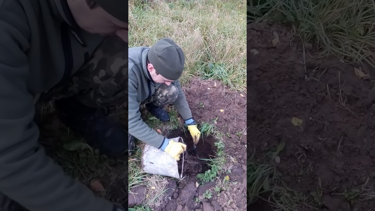 Посадка горіха Кочерженко