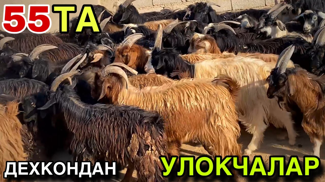 55 ТА УЛОКЧАЛАР СОТИЛАДИ ДЕХКОНДАН! 