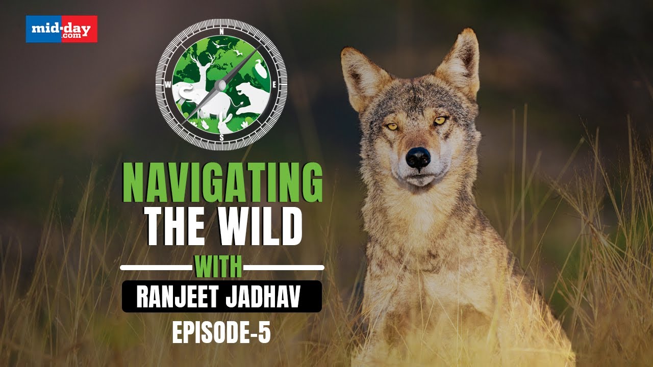 Roots of Revival: Saving Maharashtra’s Wolves & Grasslands Together | Navigating The Wild | EP 5