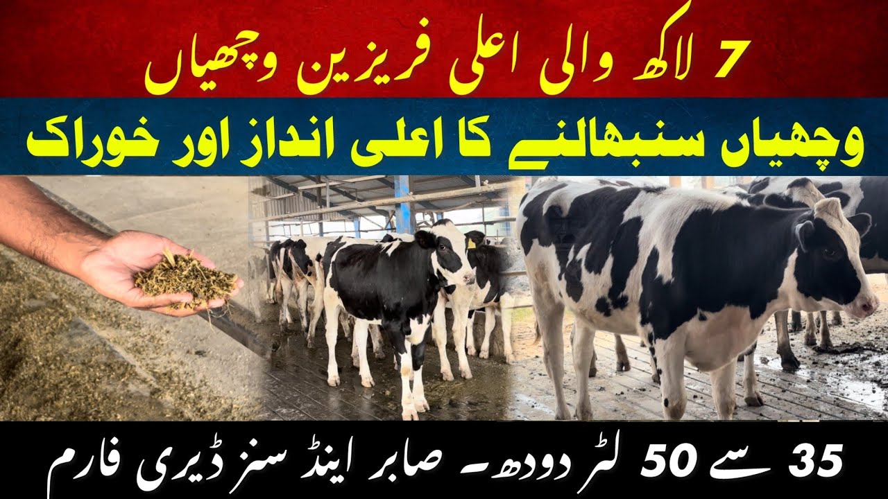 7 lac me best Friesien heifers II Best way to grow heifers II Heifer section visit sabir and sons 
