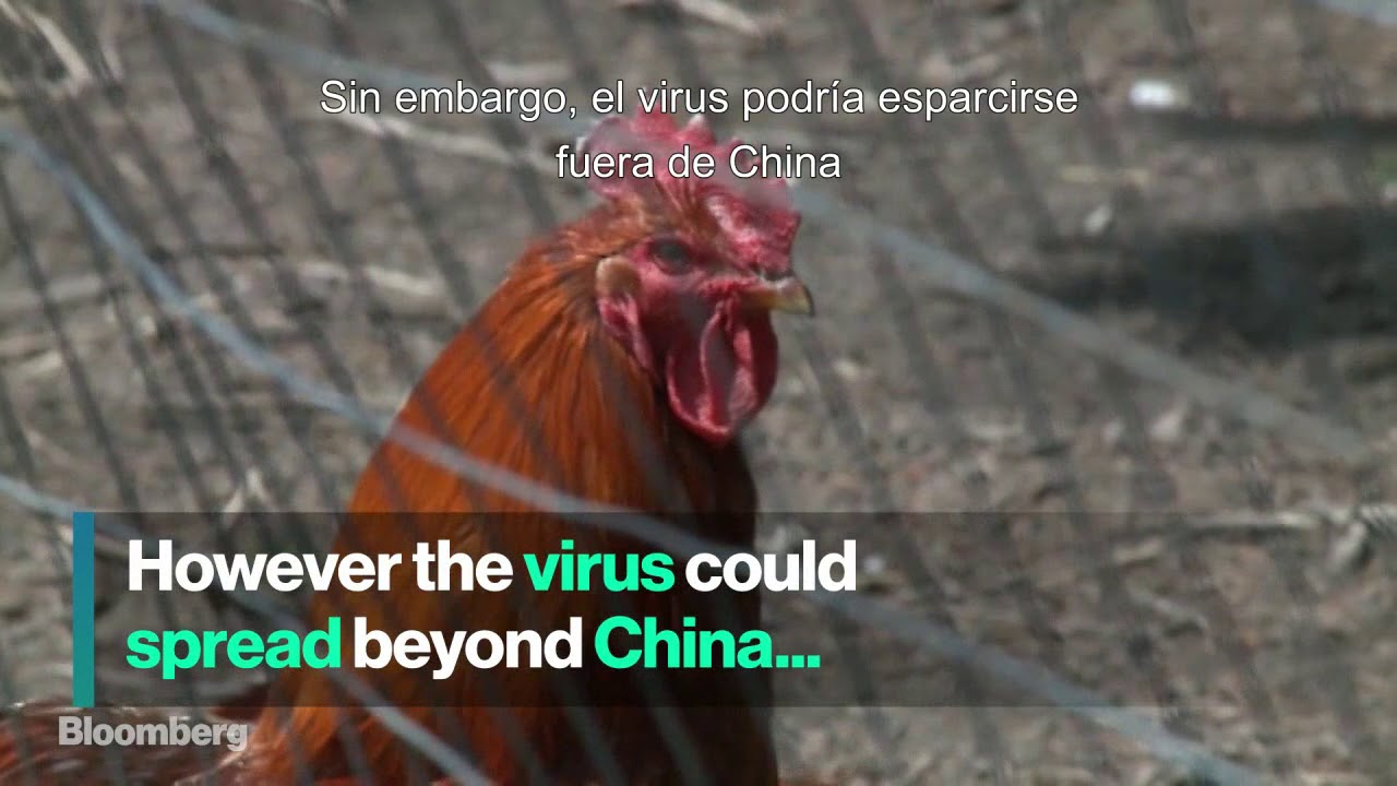La pr&oacute;xima cepa de la gripe aviar es m&aacute;s mortal que la anterior