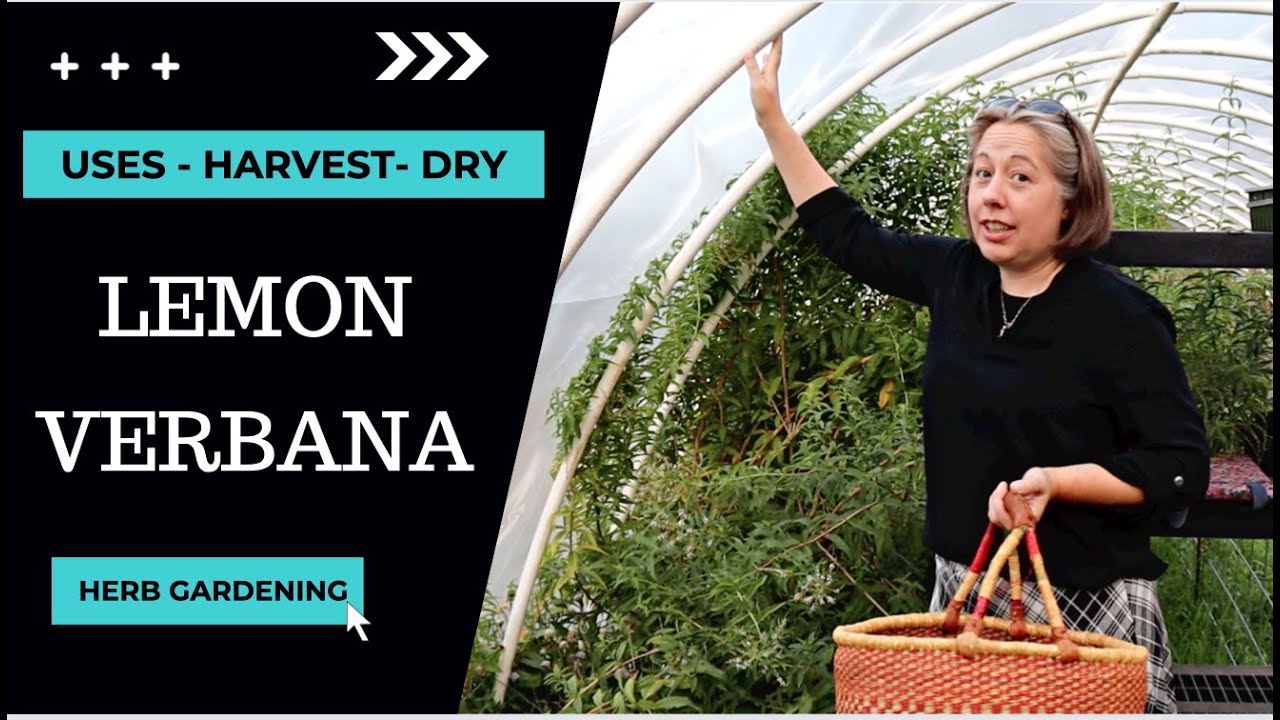 Lemon Verbana Uses - How to Harvest & Dehydrate