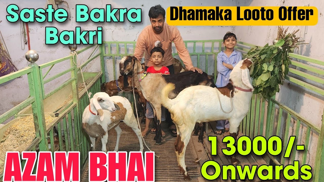 13000/- Onwards Saste Bakra Bakri At AZAM BHAI | 2026 Goat Farming Female Goat In Bhiwandi 