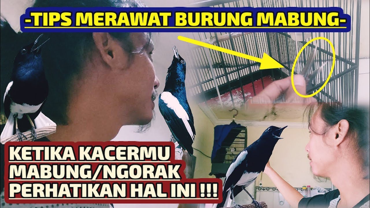 TIPS MERAWAT KACER MABUNG/NGORAK AGAR CEPAT AMBROL BULUNYA || Qinara Banyuwangi