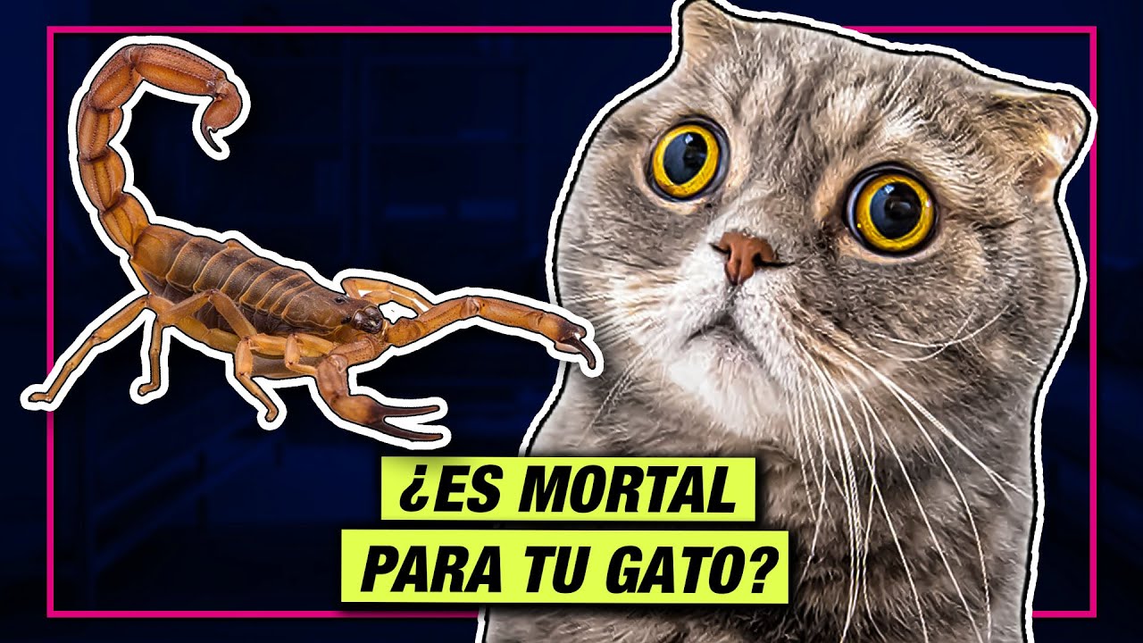 ¿Un ESCORPIÓN picó a tu GATO? 🙀🦂 HAZ ESTO! | LA GATERÍA TV