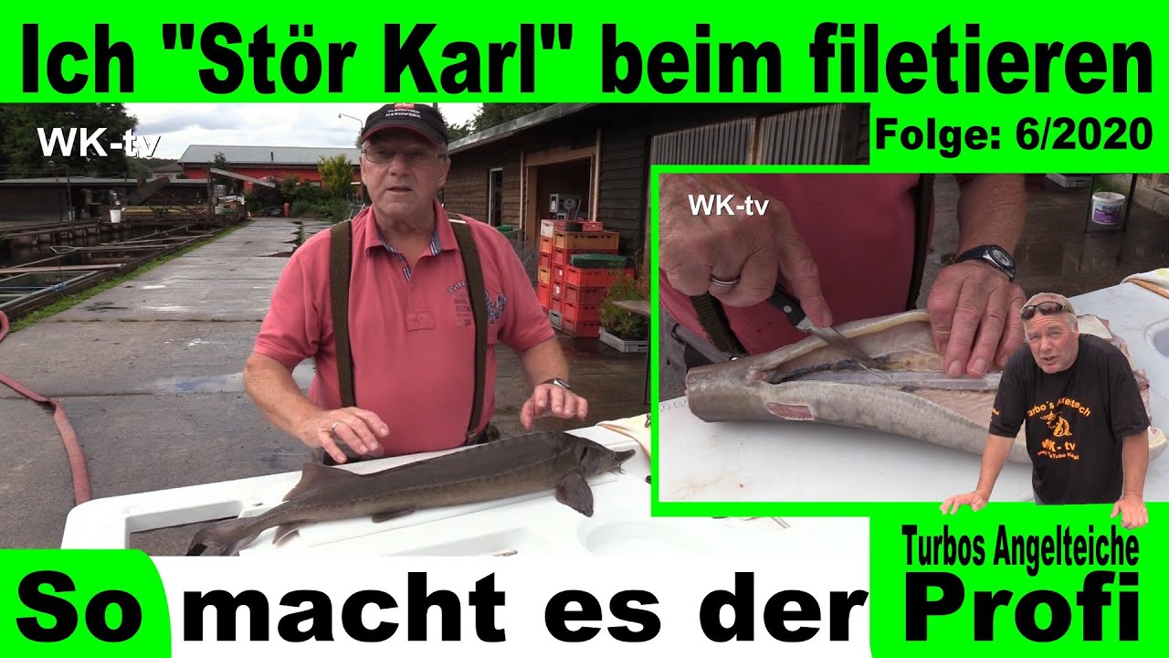 Stör/Stoer filetieren - So macht es der Profi  (Turbos Angelteiche Blumenthal) Acipenseridae #6/2020