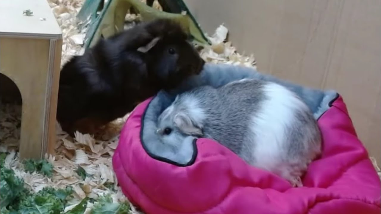 Guinea Pig Bullies Other Guinea Pigs