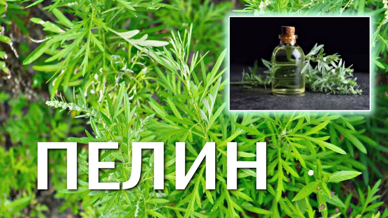 ПЕЛИН (Приложение, Ползи, Интересни факти)
