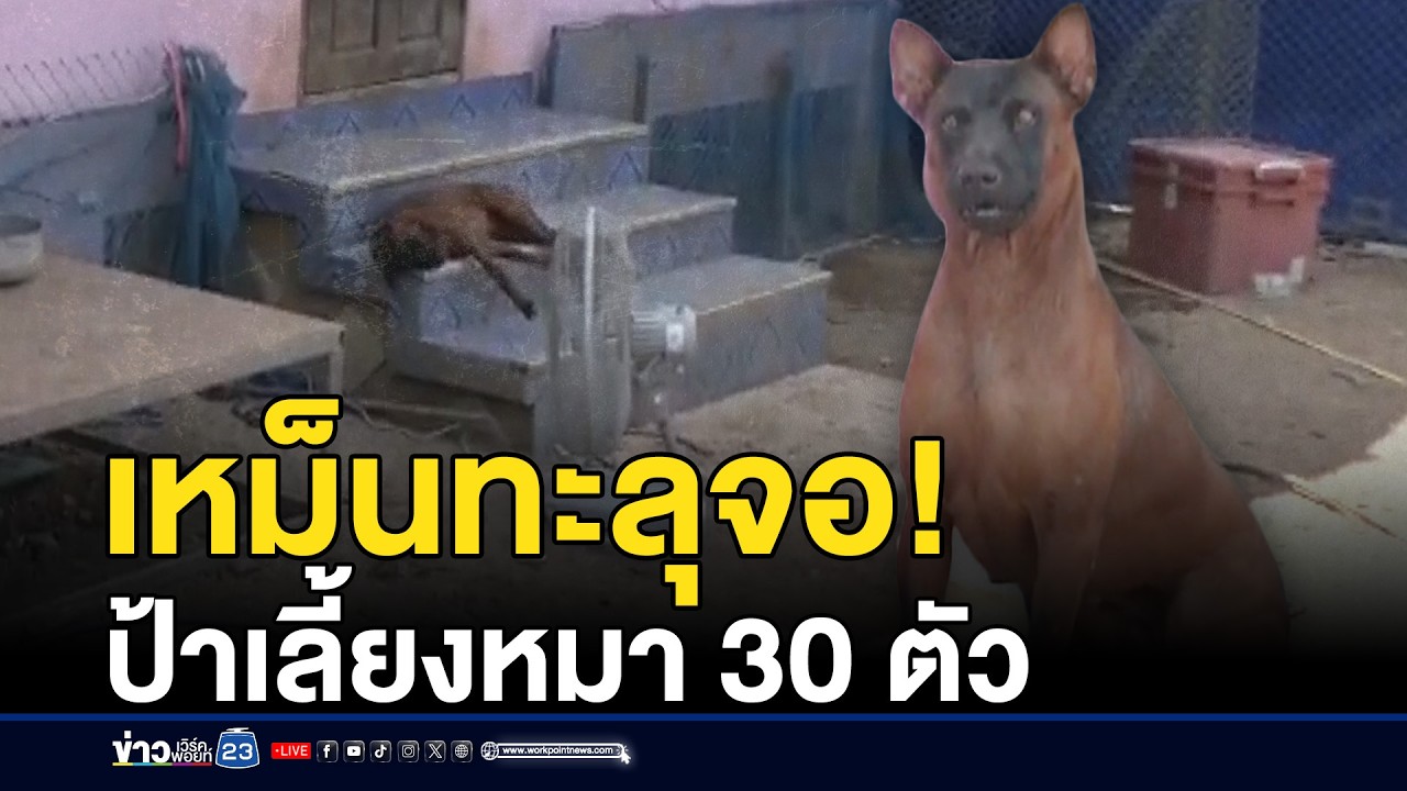 ป้าบ้านเช่าเลี้ยงมา 30 ตัว กลิ่นเหม็นคลุ้ง l ข่าวเที่ยงเวิร์คพอยท์ l 9 มี.ค.69