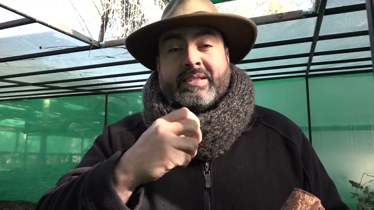 HUALO ESPECIE NATIVA LLAMADO A SU PROTECCIÓN