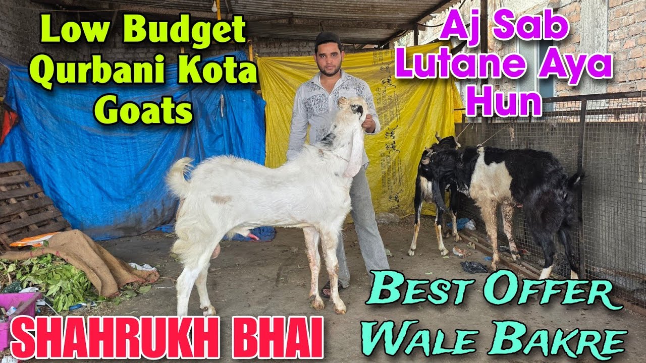 Low Budget Qurbani Kota Goats At SHAHRUKH BHAI | Best Offer Wale Andul Bakre In Bhiwandi 