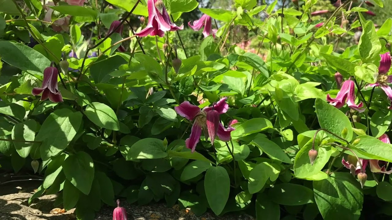 Kiftsgate Garden