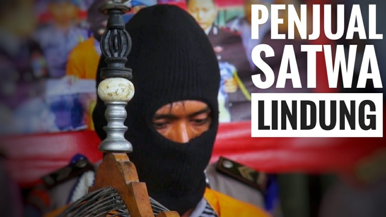 Penjualan Satwa Lindung  - NET. JATIM