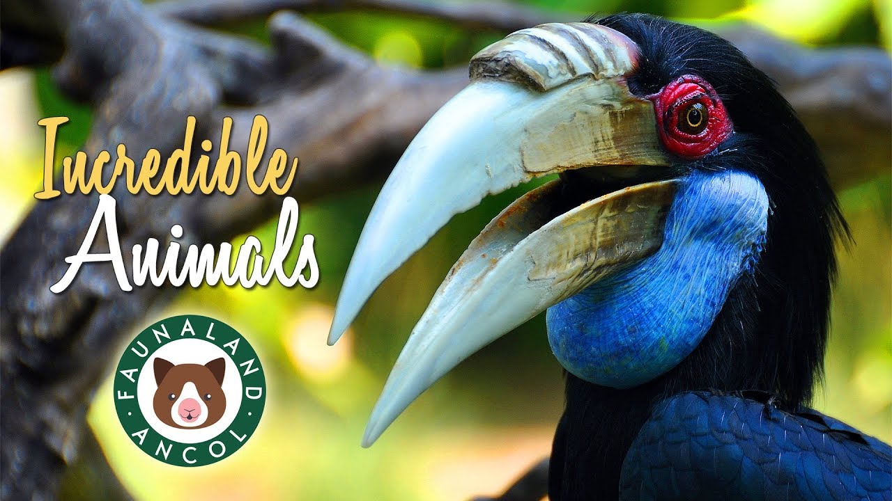 Incredible Animals at Faunaland Ancol