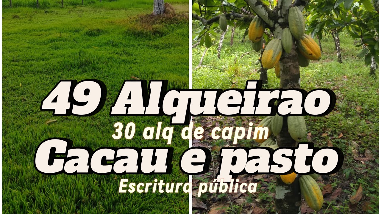 OLHA QUE TERRA RICA 🤑 CACAU E PASTO E ESCRITURA PÚBLICA: REGIÃO DE ALTAMIRA PÁ.