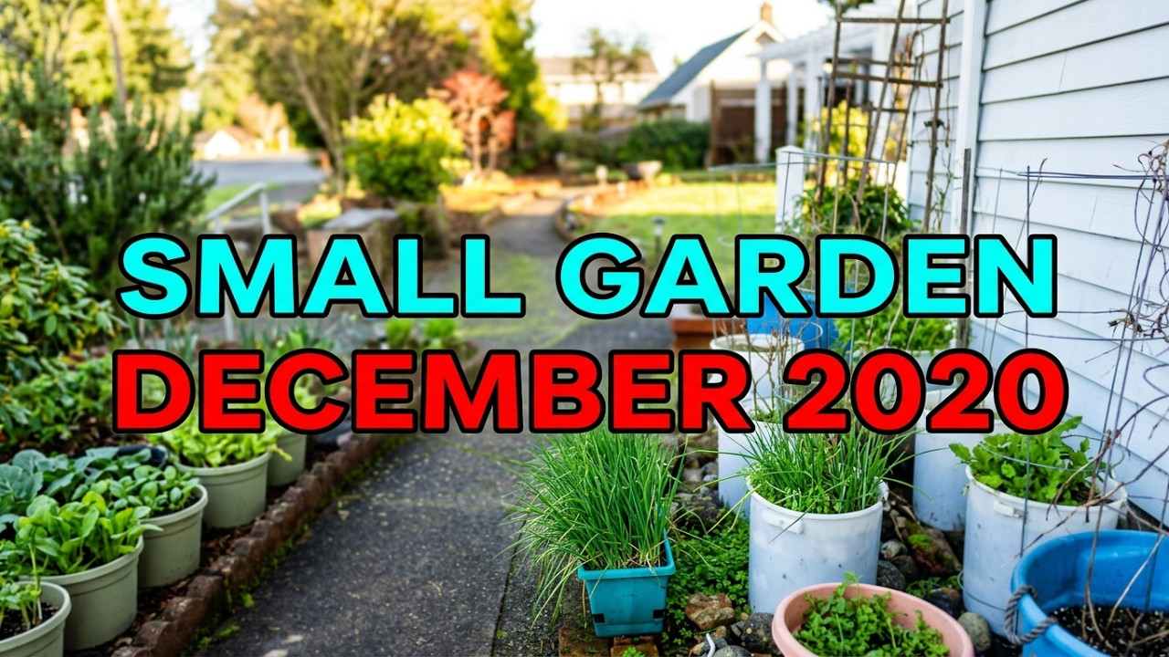 BUHAY RETIRED UPDATE OF OUR SMALL GARDEN DECEMBER 2020