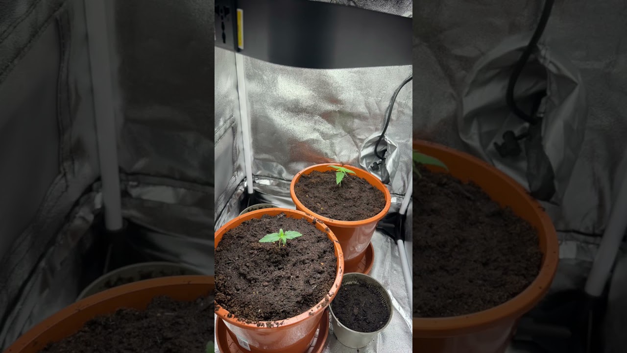 Sticky Orange XXL #cannabiscommunity #grow #cannabis #stickyorange #mrgreen