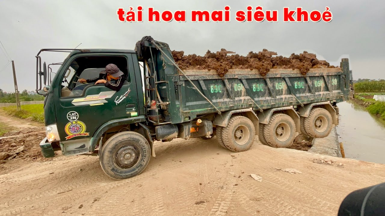 BÁC TÀI Ô TÔ HOA MAI CHỞ ĐẤT CHẠY TỐC ĐỘ CAO ĐỔ BEN XEM CỰC ĐÃ | CÔNG NÔNG CHỞ CÁT | MÁY XÚC CẨU