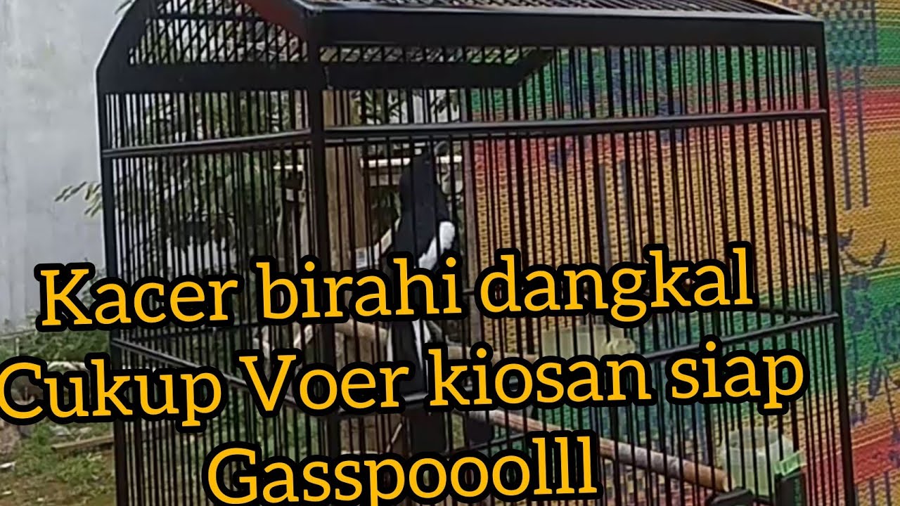 MERAWAT KACER BIRAHI DANGKAL