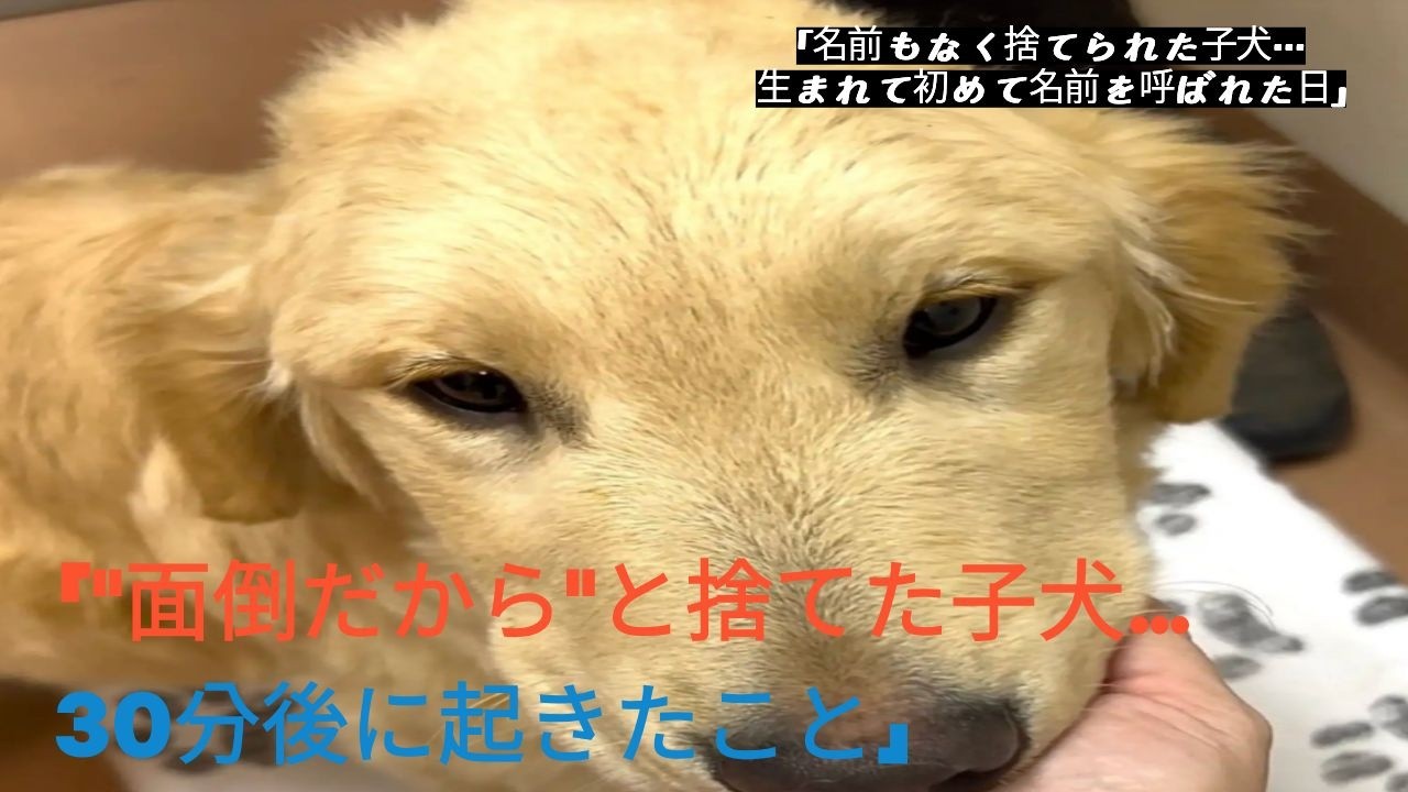 「面倒だから