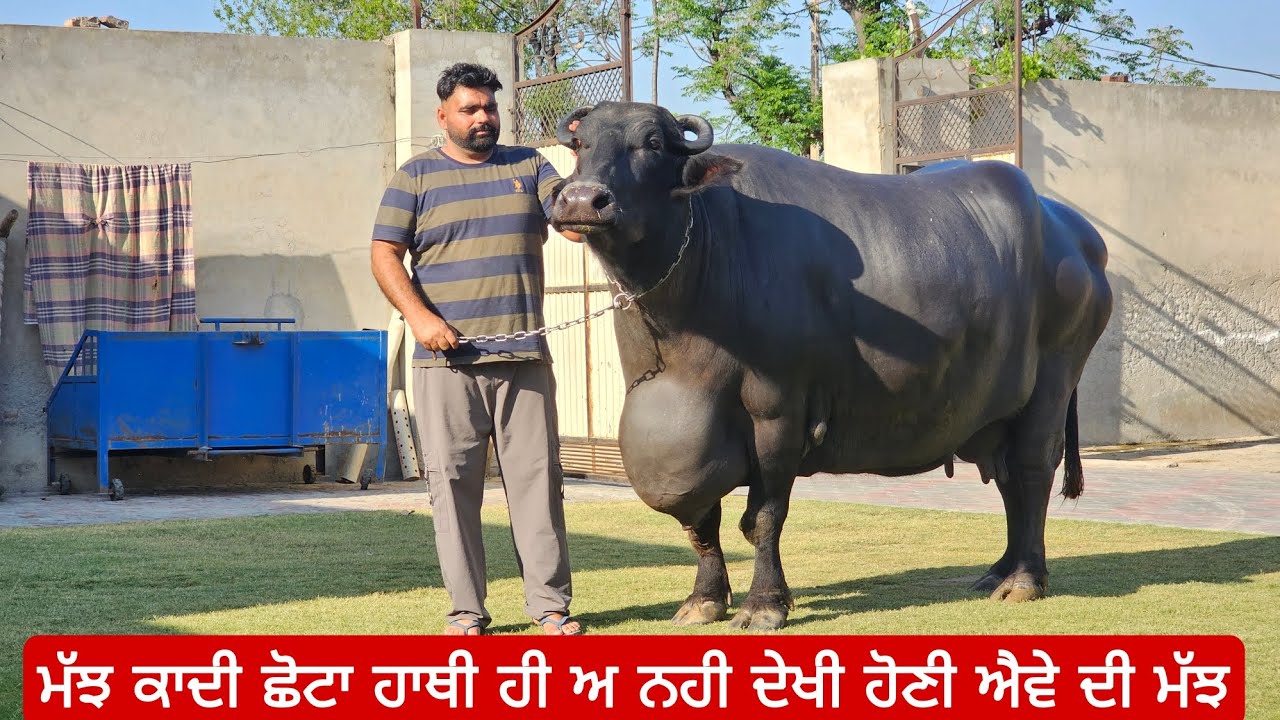 ਮੱਝ ਕਾਦੀ ਛੋਟਾ ਹਾਥੀ ਹੀ ਅ ਨਹੀ ਦੇਖੀ ਹੋਣੀ ਐਵੇ ਦੀ ਮੱਝ ਦੁੱਧ ਵੀ 20 ਕਿਲੋ ਆਲੀ very heavy weight buffalo's