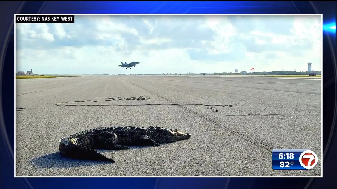 Crocodile on a Naval air base causes runway shutdown