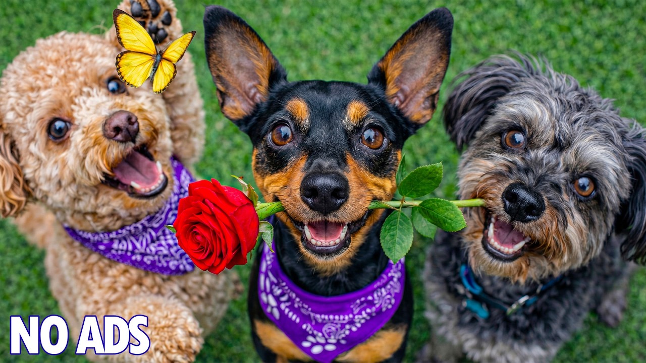 12 часов Dog TV для собак 🐶 Лучшая музыка против тревоги, когда собака одна