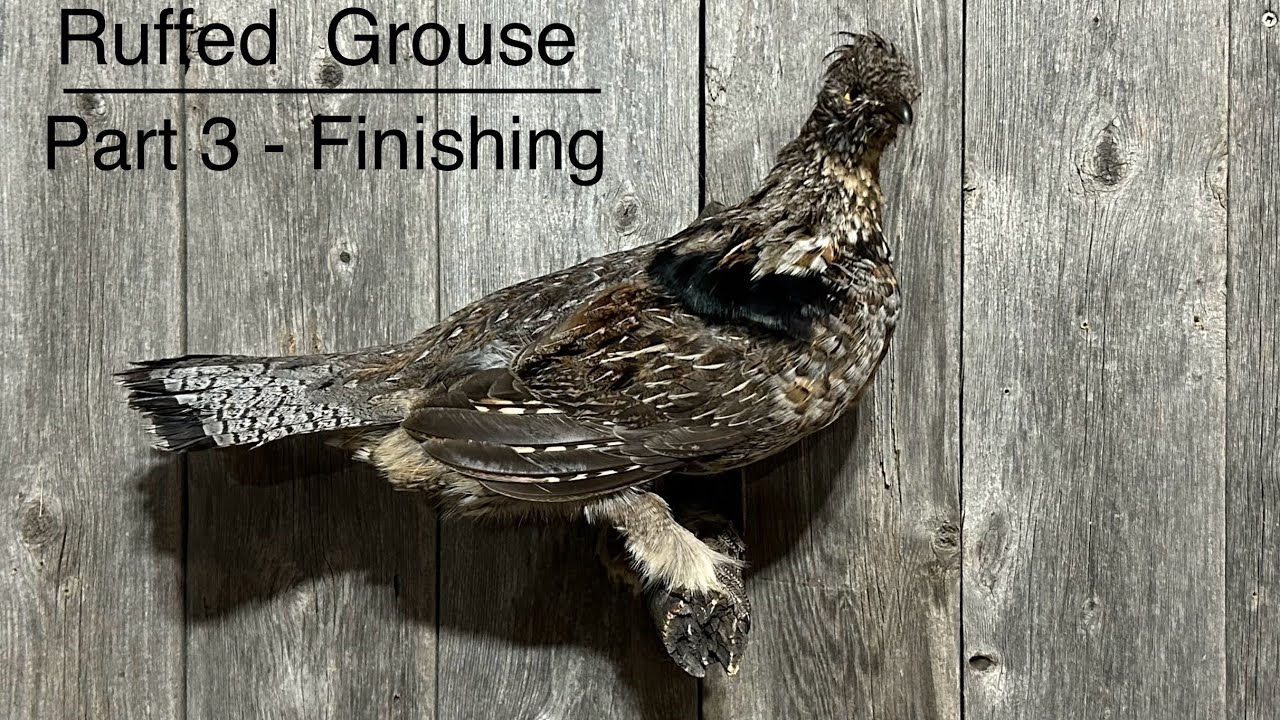 How to Taxidermy a Grouse - Mounting 