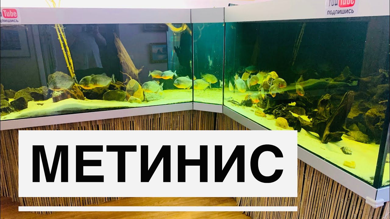 Метинис серебристый и пираньи