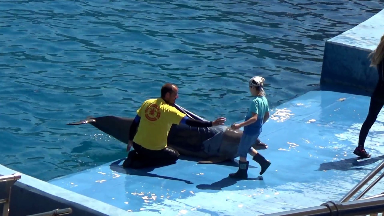 ВЛОГ Валенсия Дельфинариум! Vlog Valencia Oceanografic ! Episode 2  The Dolphin Ballet!